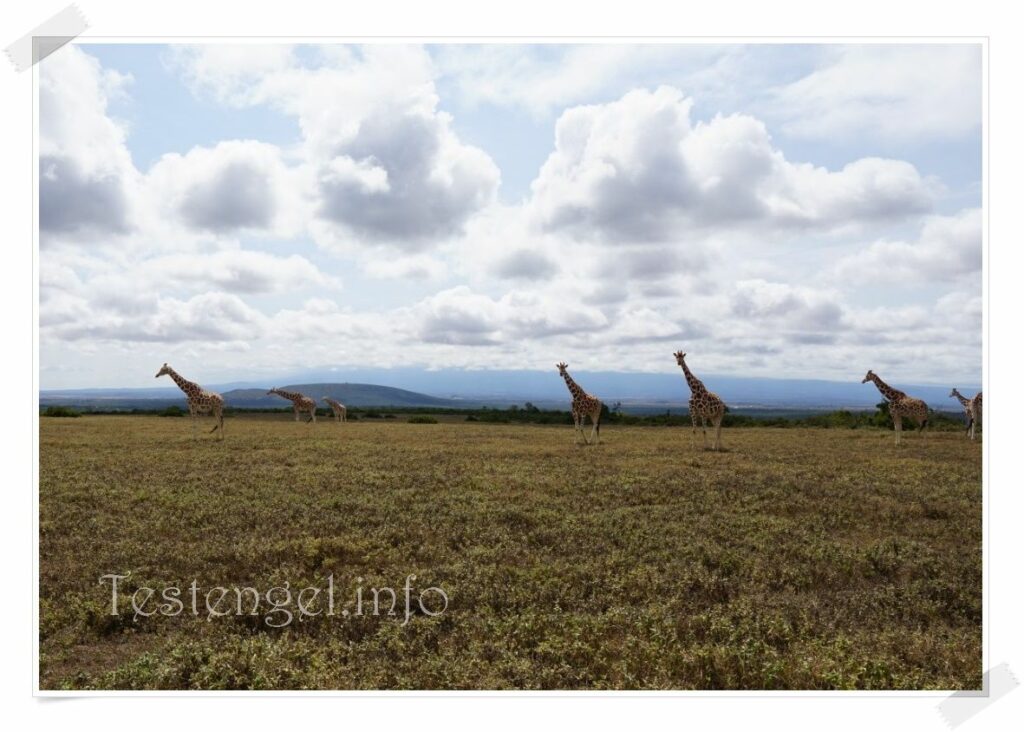 Kenia Giraffenwalk