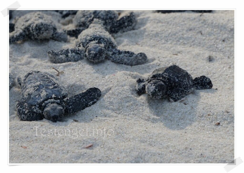 Kenia Coconut Beach Club