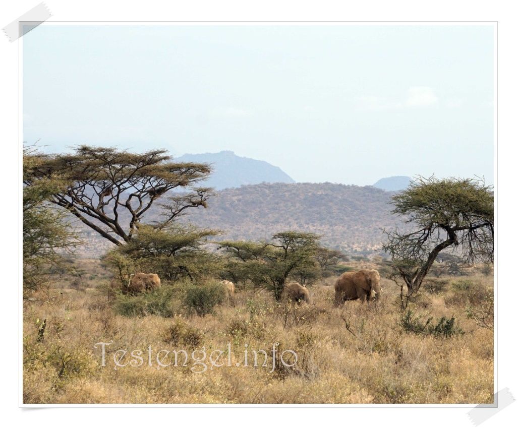 Kenia Samburu Nationalpark