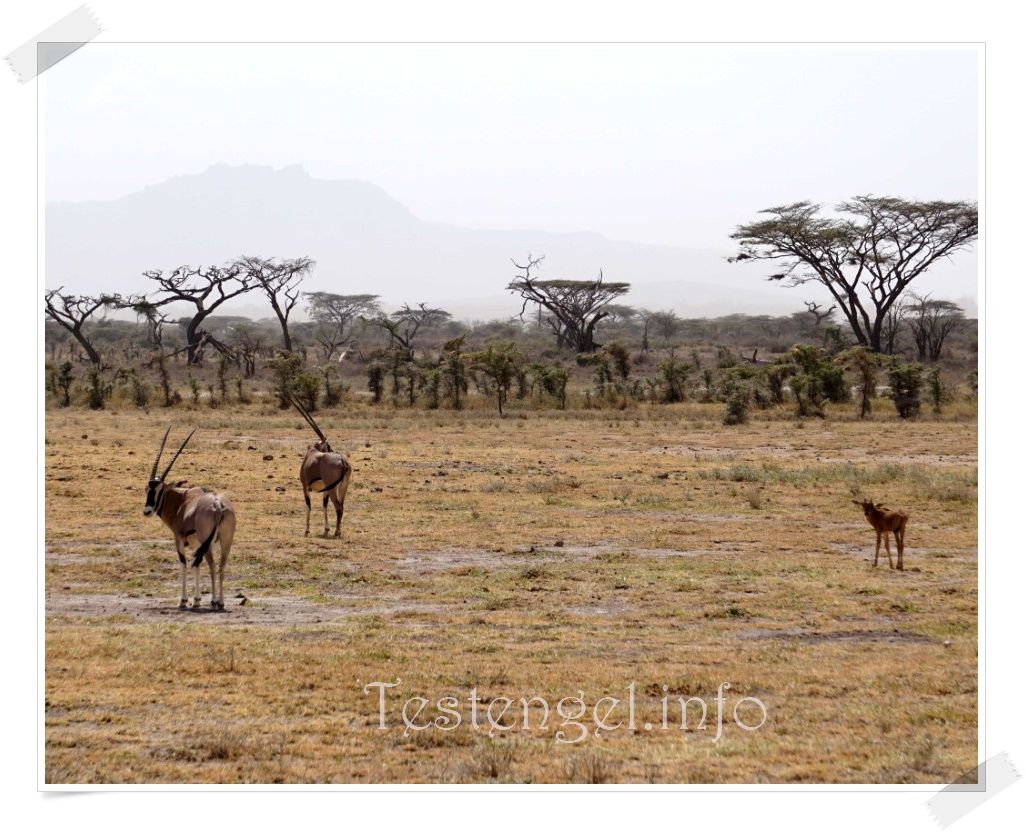 Kenia Samburu Nationalpark