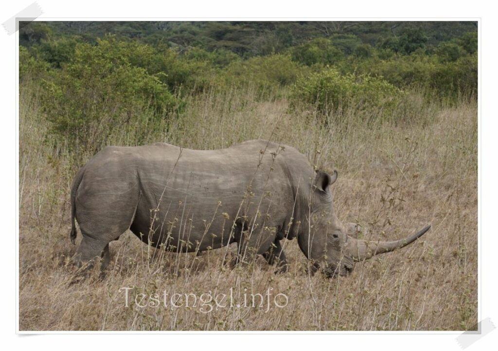 Kenia Solio Rhino Schutzgebiet