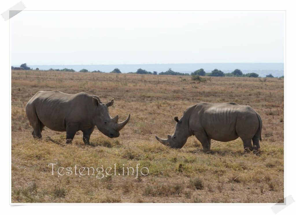 Kenia Solio Rhino Schutzgebiet