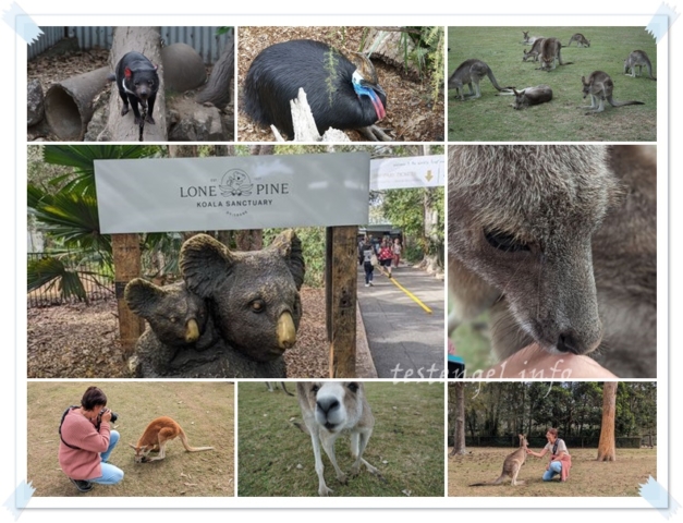 Australien, Brisbane, Lone Pine koala sanctuary