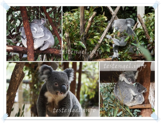 Australien, Brisbane, Lone Pine koala sanctuary