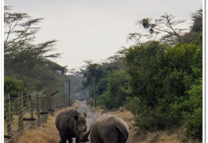 kenia-2025