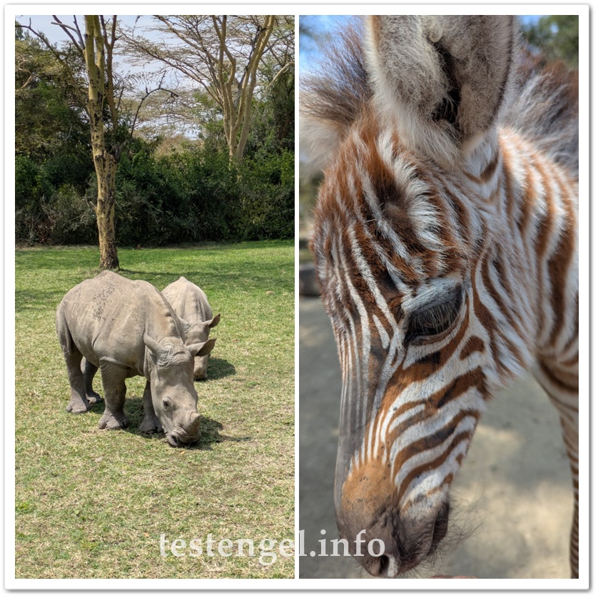 kenia-2025