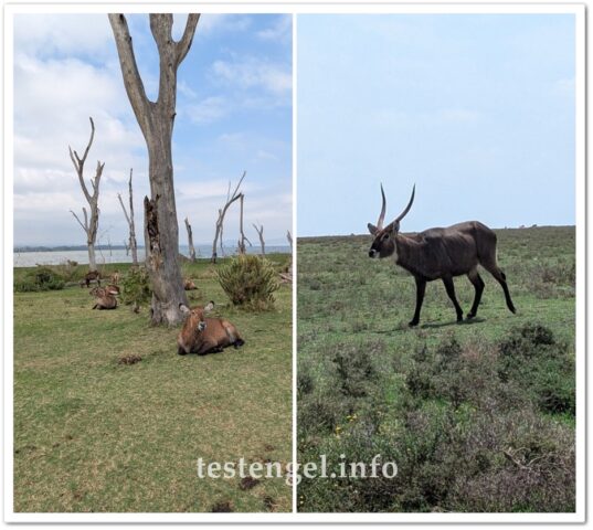 kenia-2025