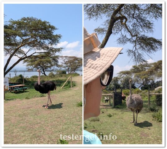 kenia-2025