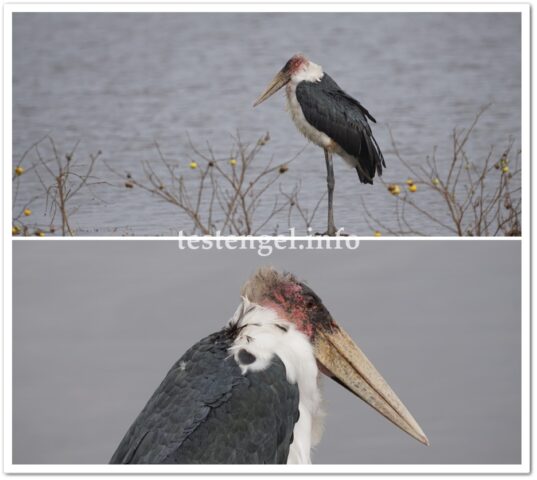 kenia-2025