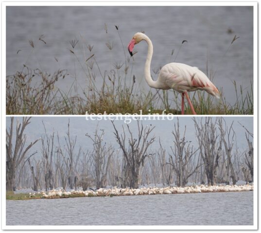 kenia-2025