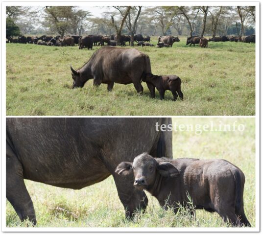 kenia-2025