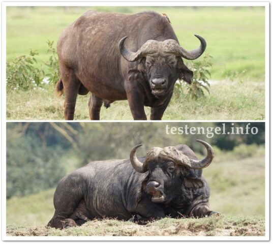 kenia-2025