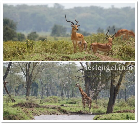 kenia-2025