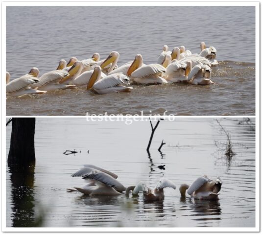 kenia-2025