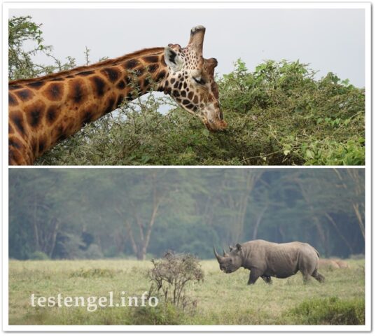 kenia-2025