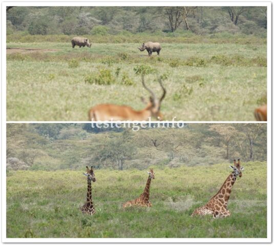 kenia-2025