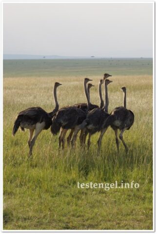 kenia-2025