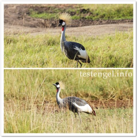 Kenia-2025