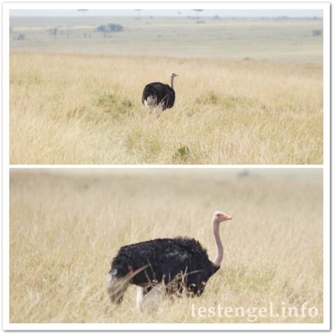 Kenia-2025