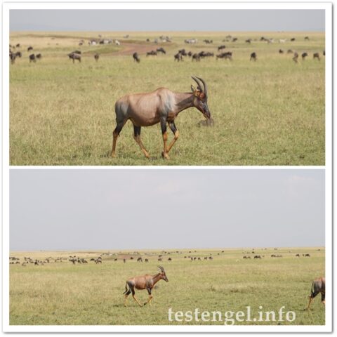 Kenia-2025