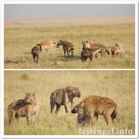 Kenia-2025