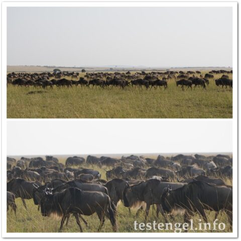 Kenia-2025