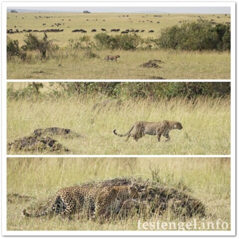 Kenia-2025