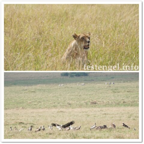 Kenia-2025