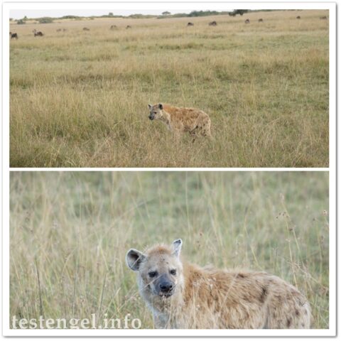 Kenia-2025