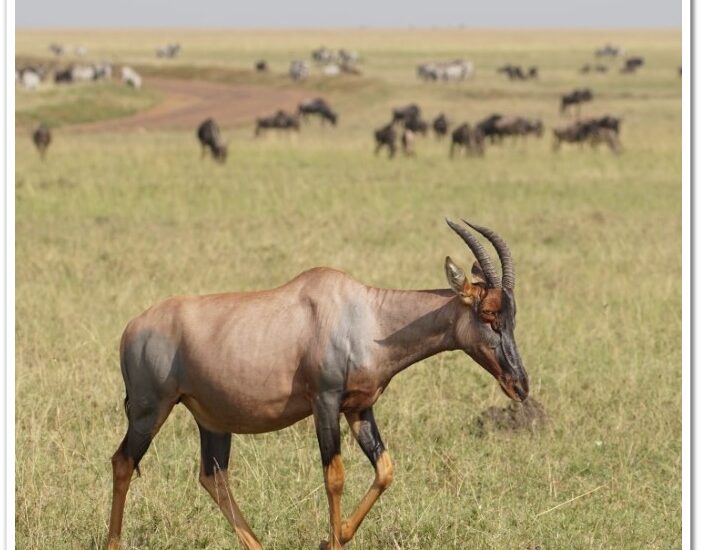 Kenia-2025