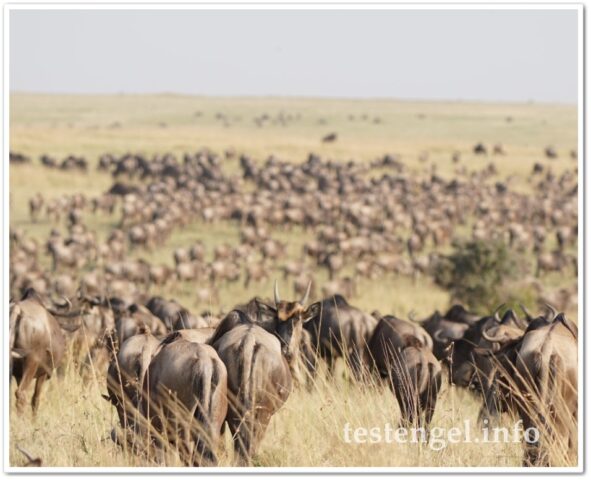 Kenia-2025