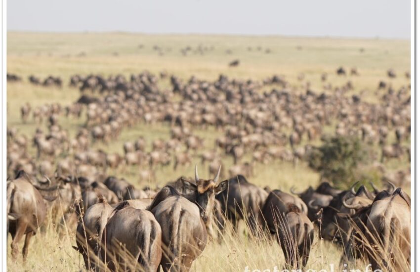 Kenia-2025